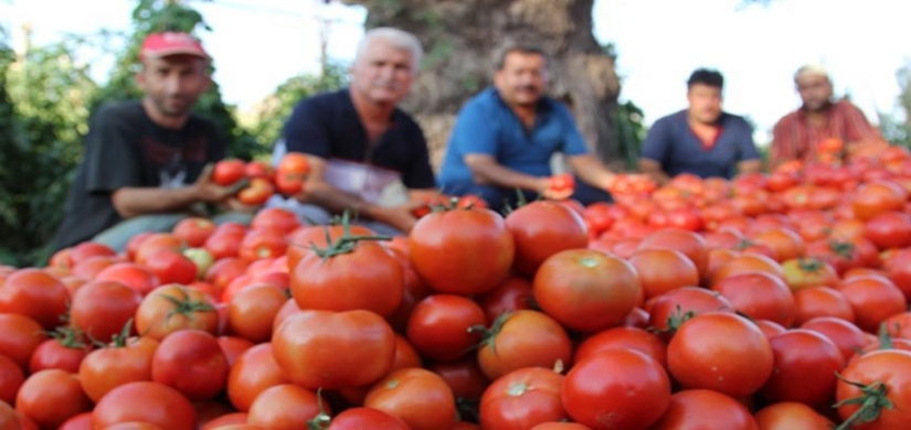 Rusya domates kotasını iki katına çıkarttı