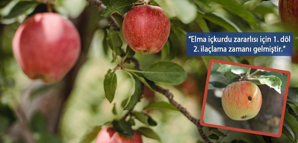 Van’da elma iç kurduna karşı ikinci ilaçlama uyarısı