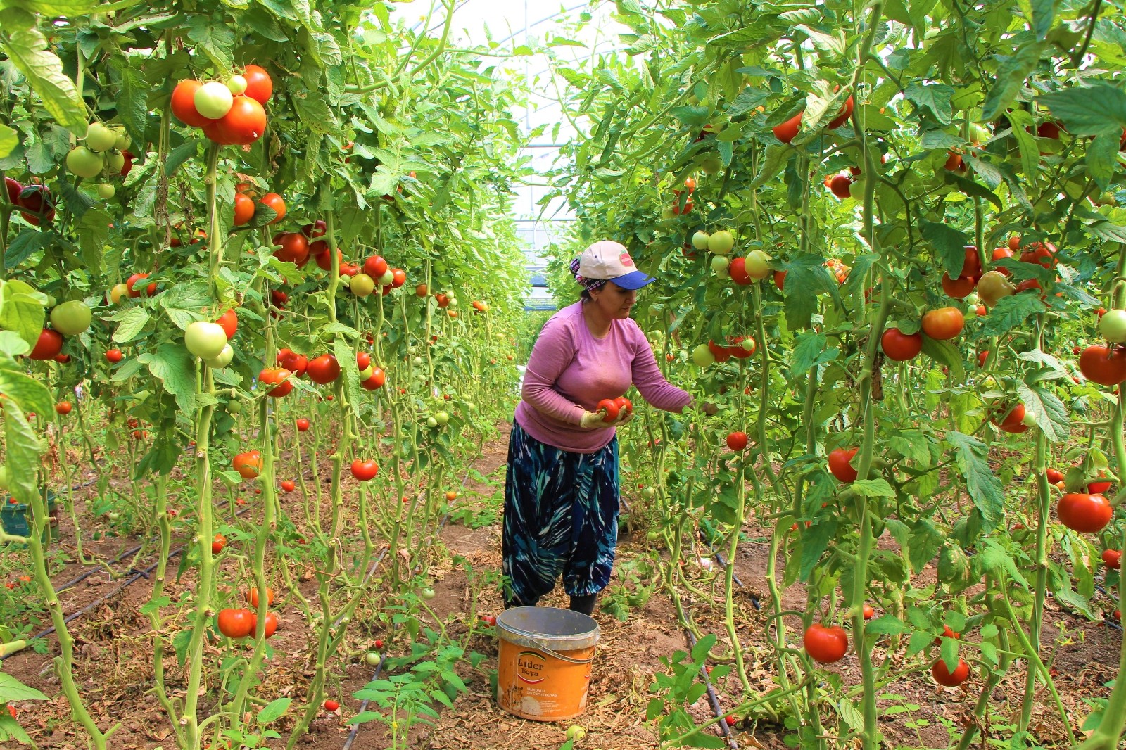Amasya’da domates, üreticisini sevindirdi