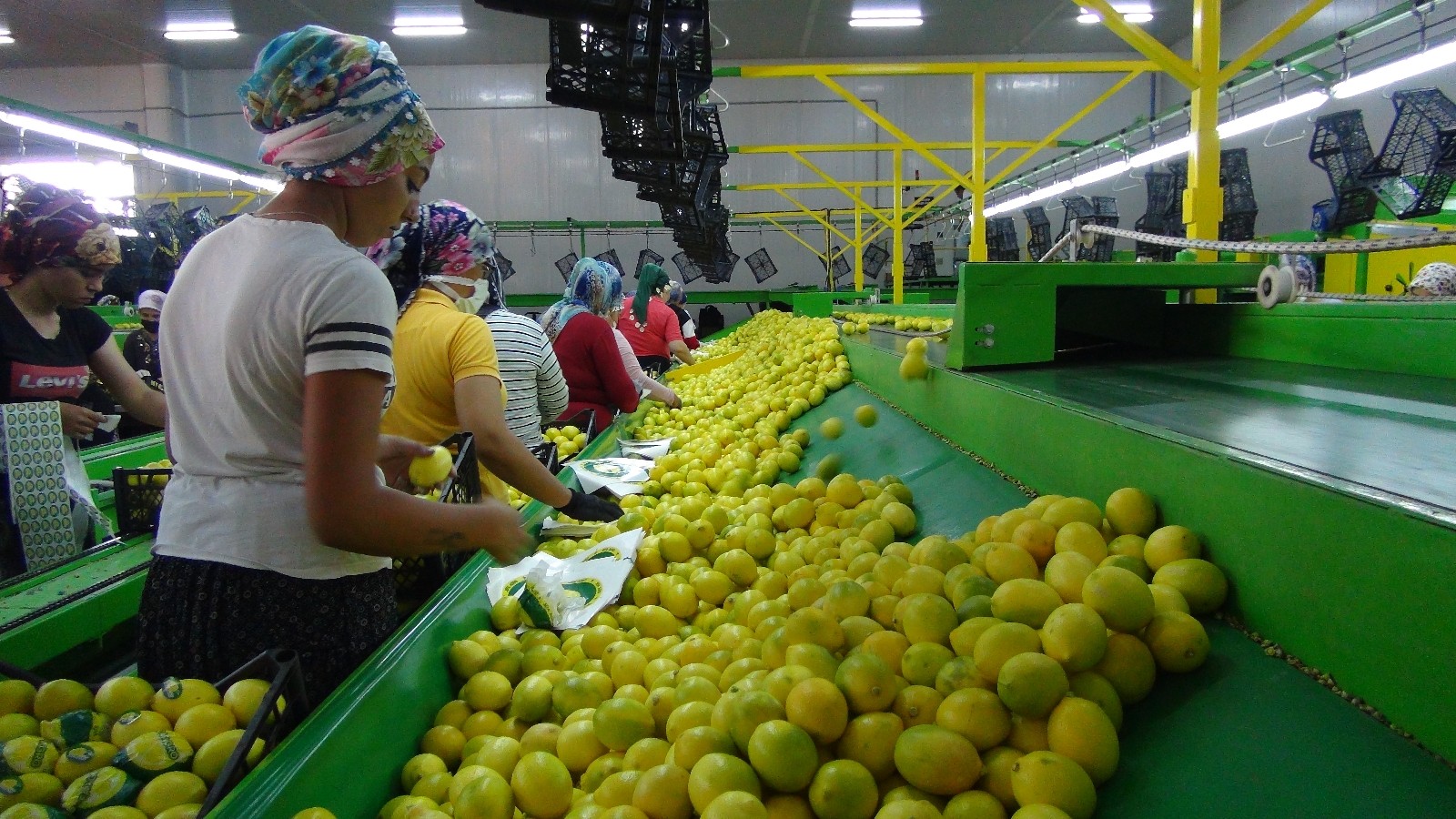 Balkan ülkelerine limon ihracatı başladı