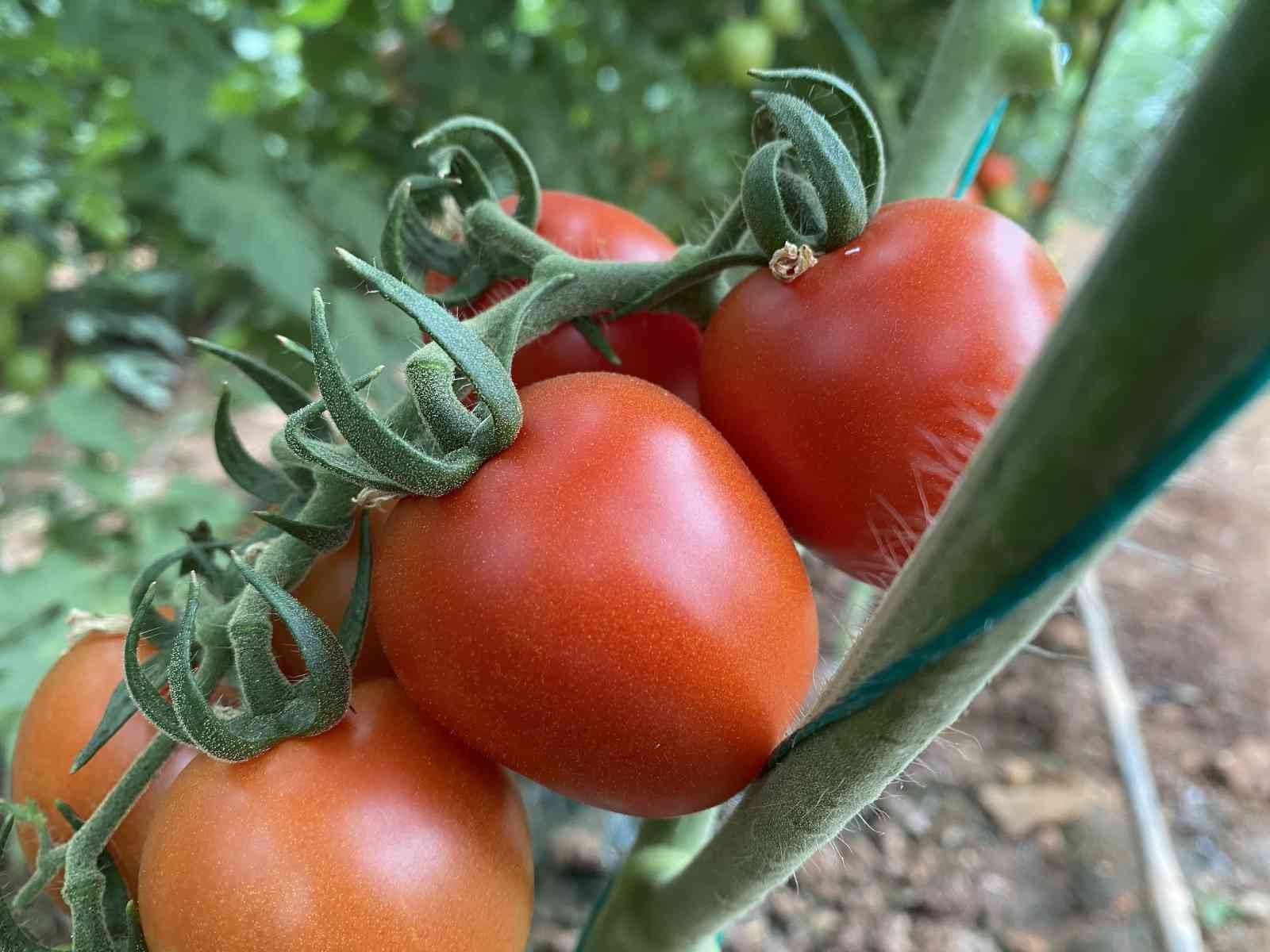Üreticiden 13 TL’ye çıkan kokteyl domates marketlerde 23 TL’ye satılıyor