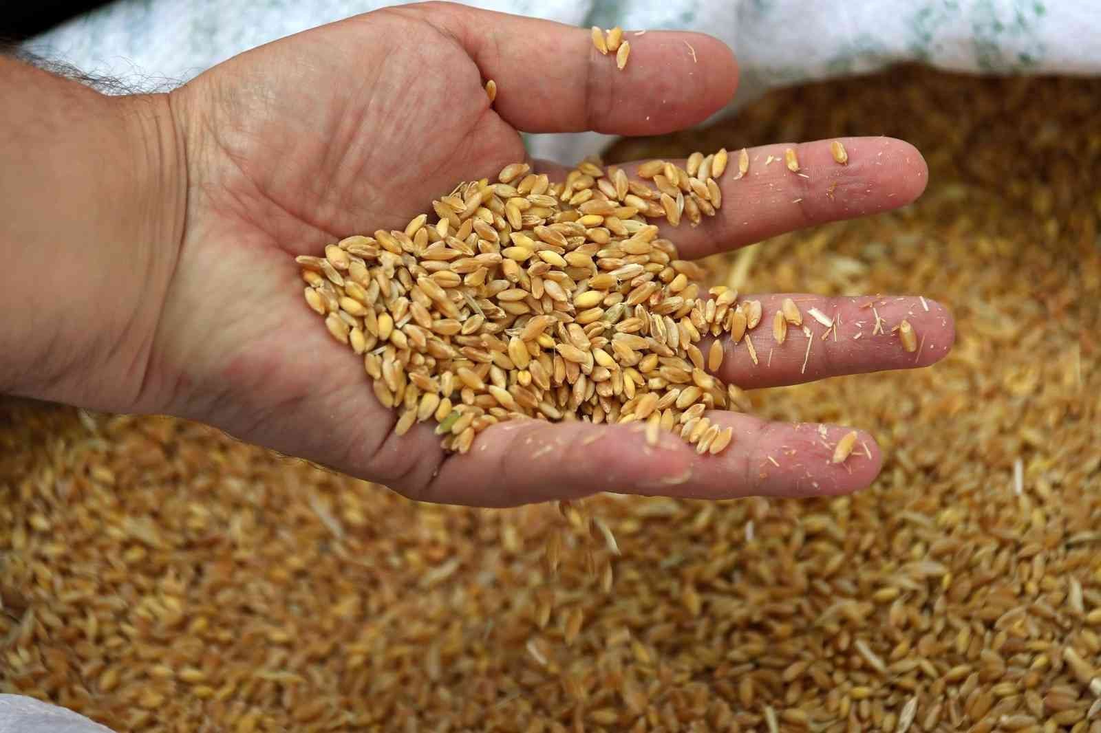 Edirne’de buğday 5 lira 667 kuruştan satıldı