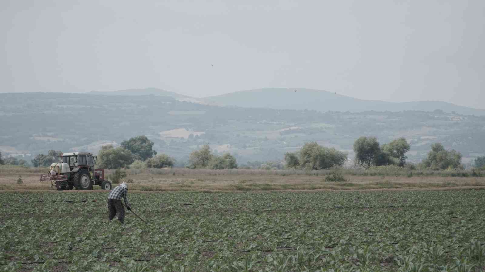 Mustafakemalpaşa’da 280 bin ton salçalık domates ekimi başladı