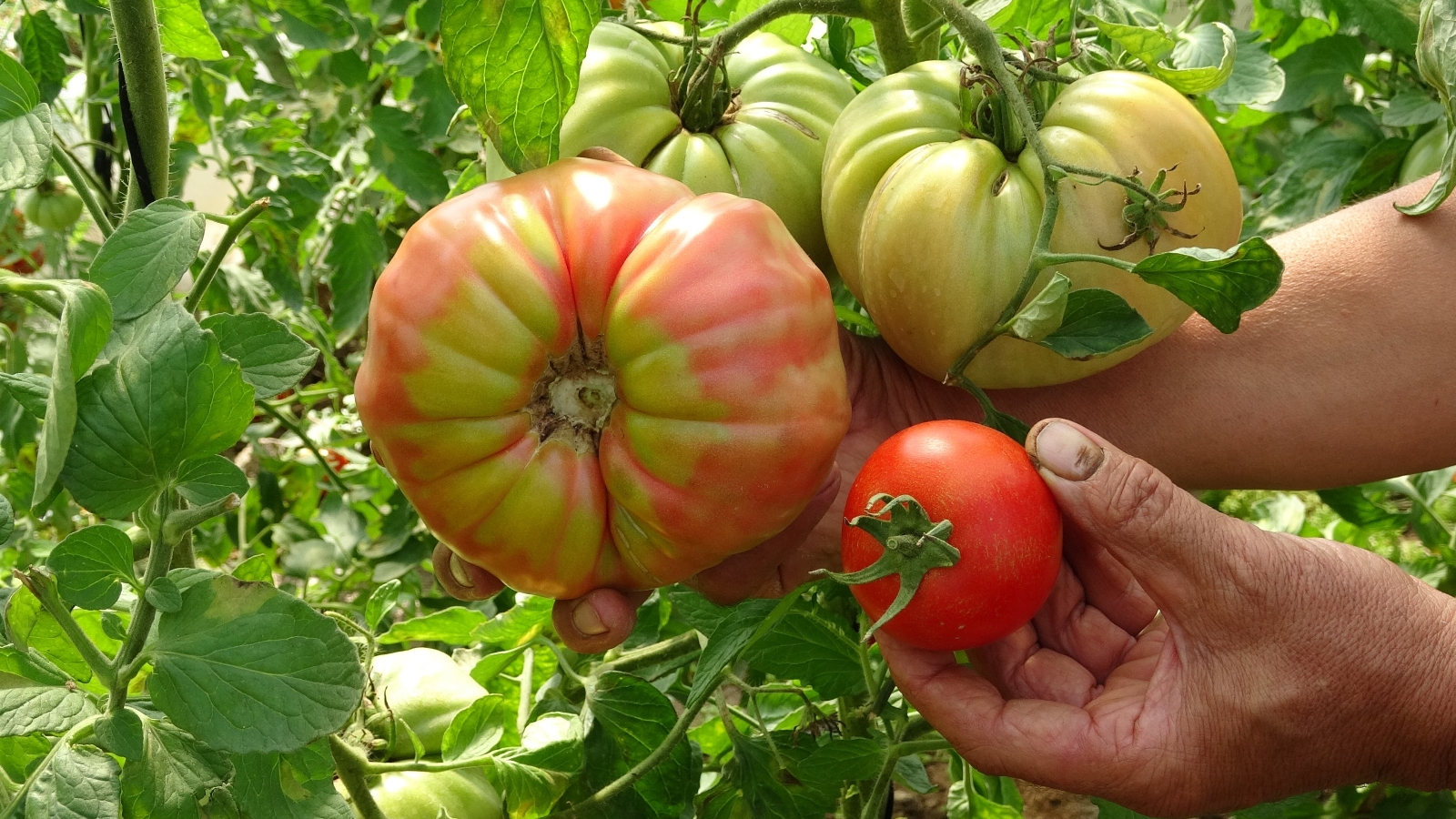 Bu domatesin tanesi 1 kilo geliyor, rengi ile dikkat çekiyor