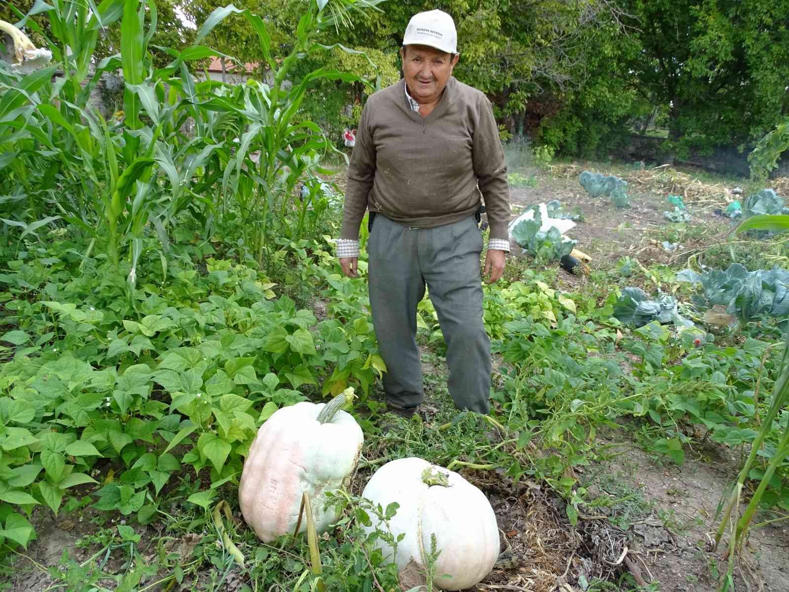 Hisarcık’lı çiftçi 30 kiloya yakın dev bal kabakları yetiştirdi