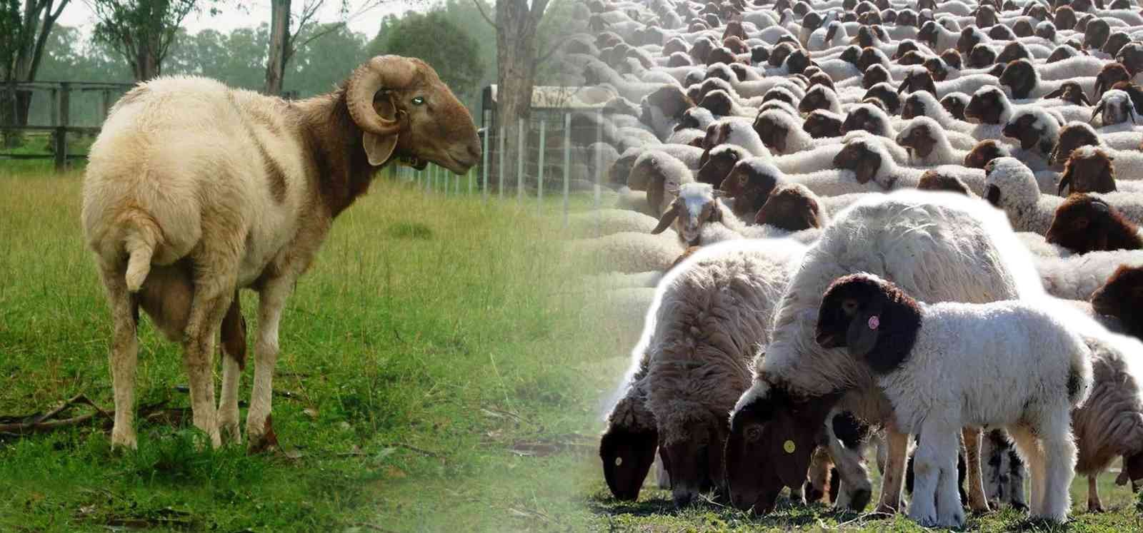 Denizli’de İvesi koyun besiciliği yapan çiftçilere destek verilecek