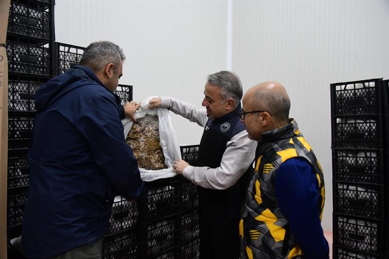 Erciyes’in eteklerinde yetiştirilen çilek fidesi 6 ülkeye ihraç ediliyor